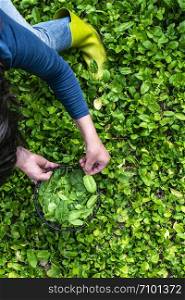 Woman picking spinach in organic farm. Bio vegetable food concept. Home garden.