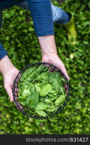 Woman picking spinach in organic farm. Bio vegetable food concept. Home garden.