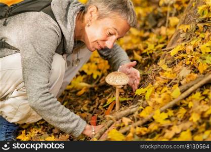 Woman picking wild edible mushrooms in the forest. Picking wild mushrooms in the forest