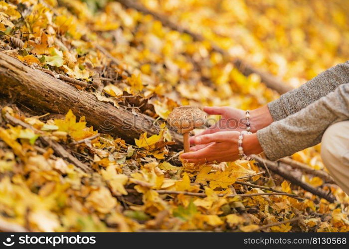 Woman picking wild edible mushrooms in the forest. Picking wild mushrooms in the forest