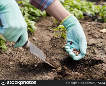 woman planting beans ground