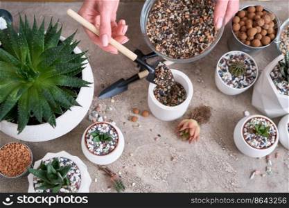 Woman planting Echeveria Succulent Plant with roots into white ceramic pot.. Woman planting Echeveria Succulent Plant with roots into white ceramic pot