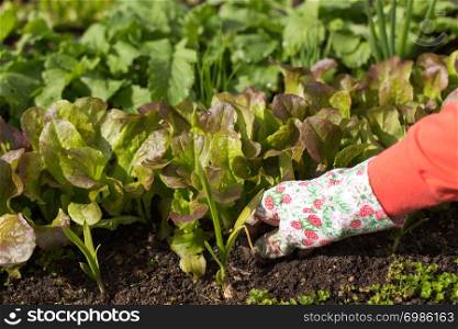 Woman planting salad seedlings in her kitchen garden.