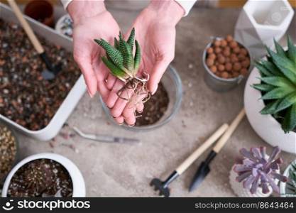 Woman planting Succulent haworthia Plant at home.. Woman planting Succulent haworthia Plant at home