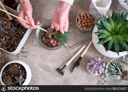 Woman planting Succulent haworthia Plant at home.. Woman planting Succulent haworthia Plant at home