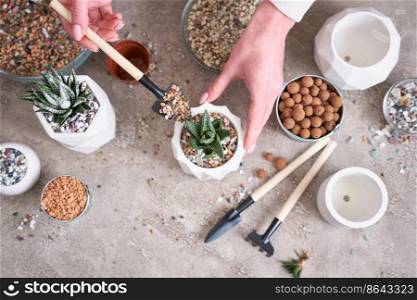 Woman planting Succulent haworthia Plant into White ceramic Pot.. Woman planting Succulent haworthia Plant into White ceramic Pot