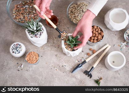 Woman planting Succulent haworthia Plant into White ceramic Pot.. Woman planting Succulent haworthia Plant into White ceramic Pot