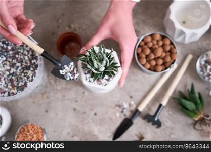 Woman planting Succulent haworthia Plant into White ceramic Pot.. Woman planting Succulent haworthia Plant into White ceramic Pot