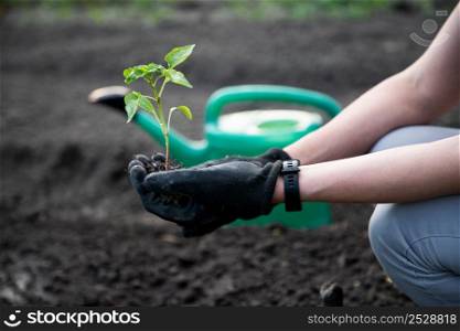 woman planting tomato seedling in a garden