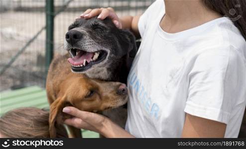 woman playing with cure rescue dogs at shelter. Resolution and high quality beautiful photo. woman playing with cure rescue dogs at shelter. High quality and resolution beautiful photo concept