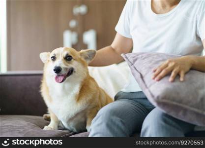 Woman playing with her dog at home lovely corgi on sofa in living room
