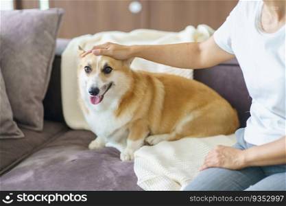 Woman playing with her dog at home lovely corgi on sofa in living room