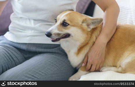 Woman playing with her dog at home lovely corgi on sofa in living room