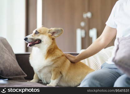 Woman playing with her dog at home lovely corgi on sofa in living room