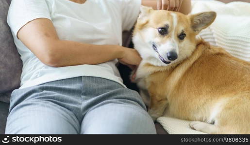 Woman playing with her dog at home lovely corgi on sofa in living room