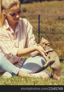 Woman playing with little pinscher ratter prazsky krysarik crossbreed small dog outside on grass during summer spring weather. Woman playing with little dog outside
