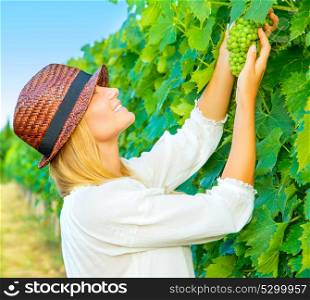 Woman pluck grape from the vineyard, cute young farmer, harvest season, Italian winery, girl enjoying gardening