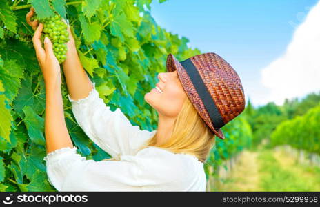 Woman pluck grape from the vineyard, cute young farmer, harvest season, Italian winery