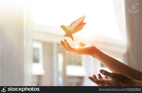 Woman praying and free bird enjoying nature from window at home on sunset background, hope concept