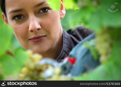 Woman pruning vine
