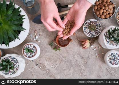 Woman putting expanded clay into brown plastic Pot for Succulent haworthia planting.. Woman putting expanded clay into brown plastic Pot for Succulent haworthia planting