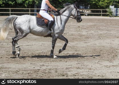Woman riding a gray horse at trot