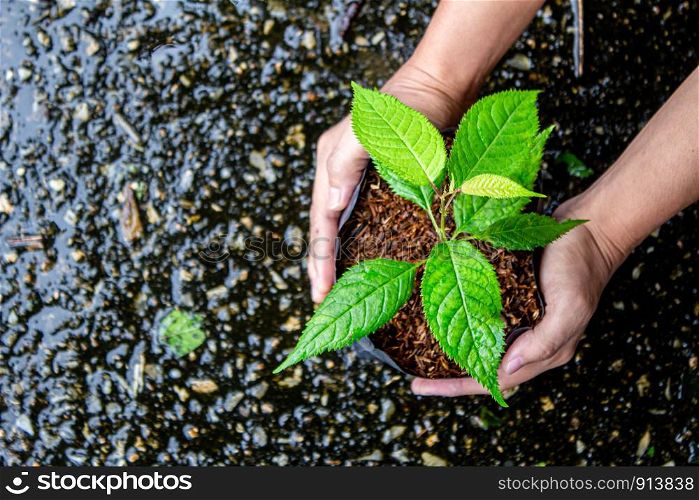 Woman' hands holding a bag of potting seedlings to plant into the soil.