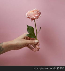 Woman's hand with tattoo holds a pink rose on a pink background with copy space. Postcard layout. Rose with green leaves in the hand of a woman around a pink background with space for text. Present