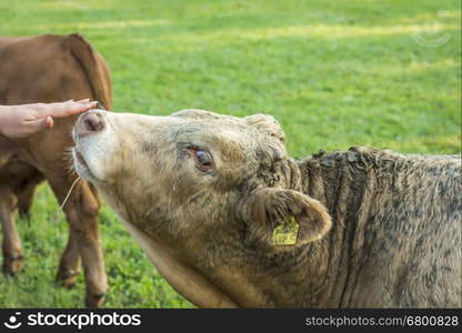 Woman's hand patting a young bull nose, very people friendly and with a dirty fur, at a small german farm