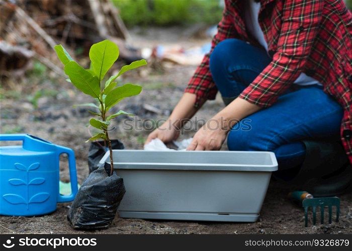 Woman’s hands transplanting plant from a bag of seedlings to a new pot. Female gardener planting seedlings in pots with soil. Gardening and growing vegetables at home.