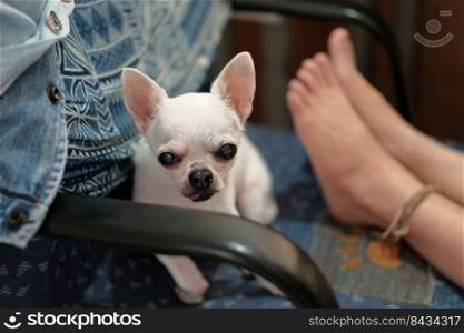 woman sitting with a chihuahua dog on a  chair.