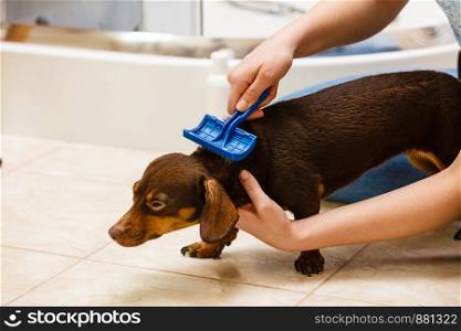 Woman taking care of her dachshund, combing puppy hair using dog brush.. Woman brushing her dachshund dog