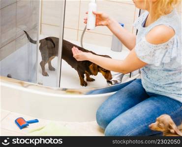 Woman taking care of her little dog. Female washing, cleaning dachshund under the shower. Animals hygiene concept.. Woman showering her dog