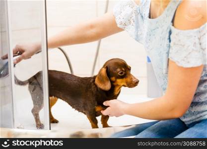 Woman taking care of her little dog. Female washing, cleaning dachshund under the shower. Animals hygiene concept.. Woman showering her dog