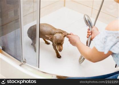 Woman taking care of her little dog. Female washing, cleaning pinscher ratter prazsky krysarik under the shower. Animals hygiene concept.. Woman showering her dog