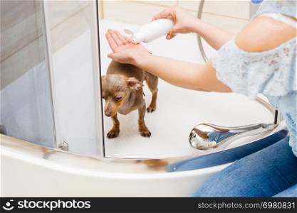 Woman taking care of her little dog. Female washing, cleaning pinscher ratter prazsky krysarik under the shower. Animals hygiene concept.. Woman showering her dog