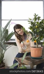 Woman tending potted orange tree at home