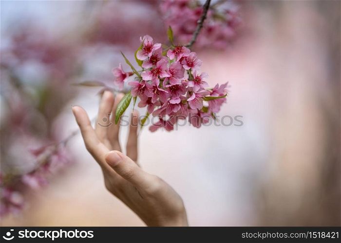 woman touches Beautiful Pink cherry blossom flowers (Thai Sakura) branch with hand