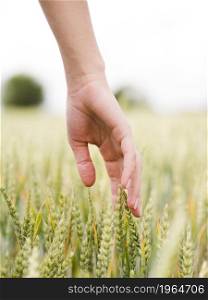 woman touching wheat with its hand close up. High resolution photo. woman touching wheat with its hand close up. High quality photo