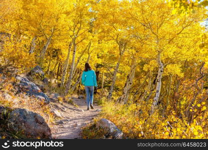 Woman tourist walking on trail in aspen grove at autumn in Rocky Mountain National Park. Colorado, USA.