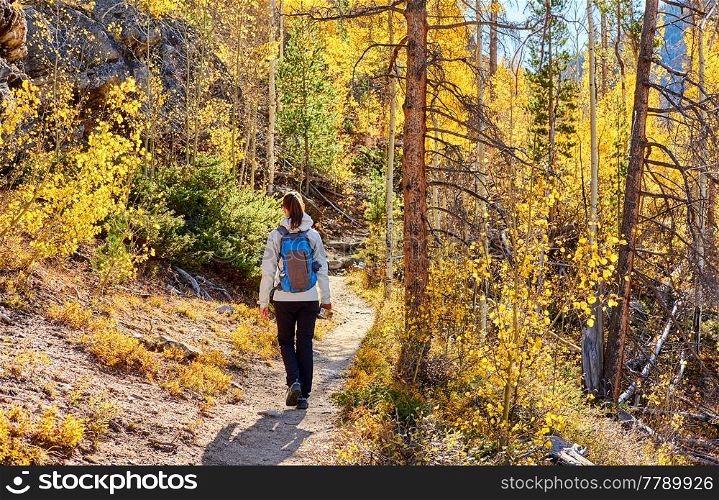 Woman tourist walking on trail in aspen grove at autumn in Rocky Mountain National Park. Colorado, USA.