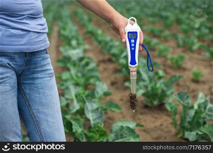 Woman use digital soil meter in the soil. Cabbage plants. Sunny day. Plant care in agriculture concept.