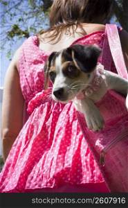 Woman walking with puppy in pink purse