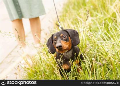 woman walks with the dog on a leash in a field of dandelions . dachshund near a woman’s feet.. woman walks with the dog on a leash in a field of dandelions . dachshund near a woman’s feet