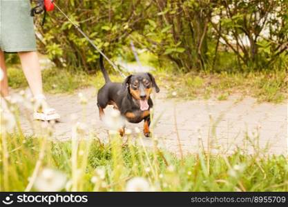 woman walks with the dog on a leash in on the park . dachshund near a woman’s feet.. woman walks with the dog on a leash in on the park . dachshund near a woman’s feet