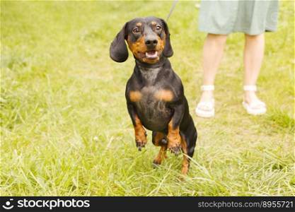 woman walks with the dog on a leash in on the park . dachshund near a woman&rsquo;s feet.. woman walks with the dog on a leash in on the park . dachshund near a woman&rsquo;s feet