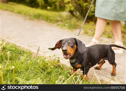 woman walks with the dog on a leash in the park . dachshund are barking near a woman’s feet.. woman walks with the dog on a leash in the park . dachshund are barking near a woman’s feet