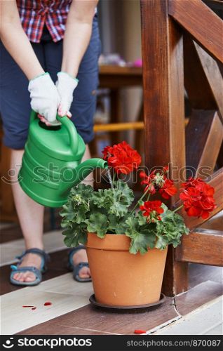 Woman watering flowers growing in flower pot, pouring water from watering pot. Candid people, real moments, authentic situations