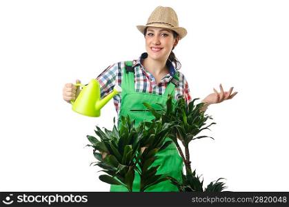 Woman watering plants on white