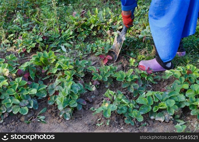 Woman weed the weeds of strawberry in the field, work process. Woman weed the weeds of strawberry in field, work process